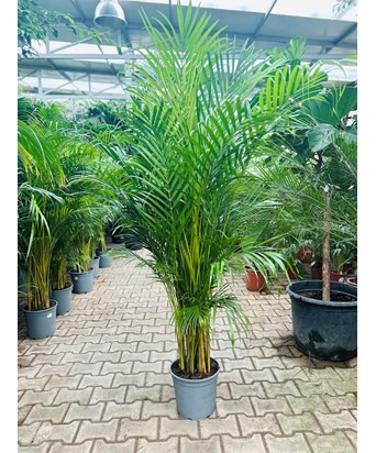 Areka Palmiyesi 170 cm İthal